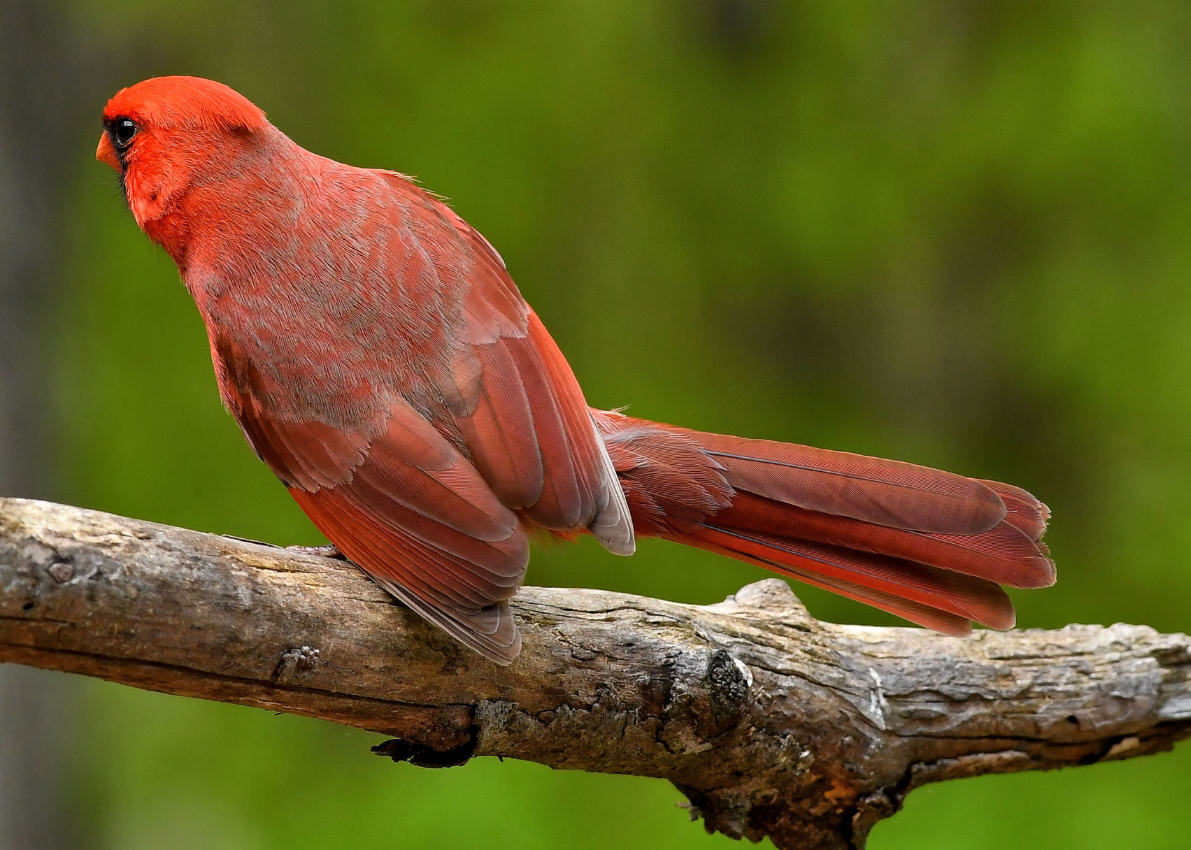 Crazy Cardinal